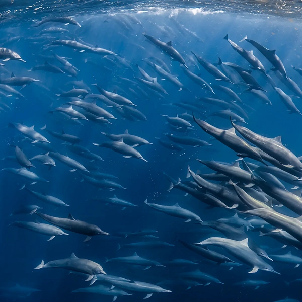 Группа длиннорылых продельфинов охотится у тихоокеанского побережья Коста-Рики | Источник: Cecile Gabillon / Wildlife Photographer of the Year 2025