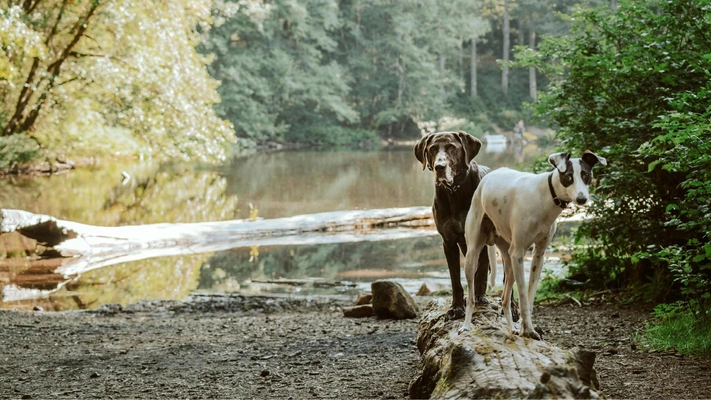 Тест: Выберите любимую породу собак и узнайте доминирующую черту вашей личности — часть 5
