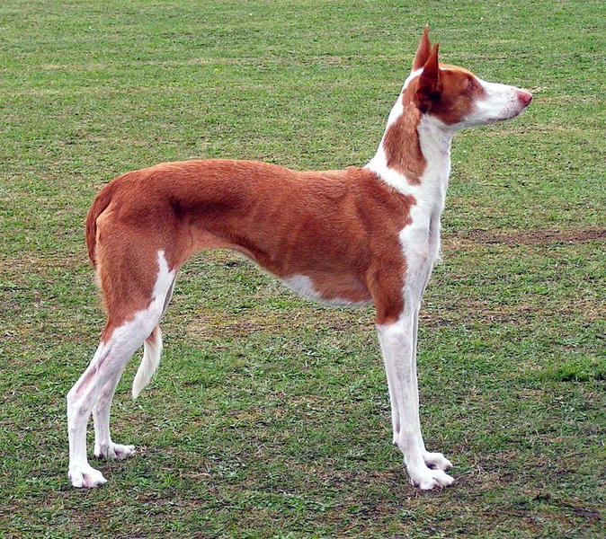 Ибиценко — борзая с острова Ибица | Источник: Wikimedia Commons 