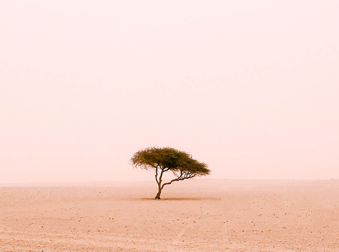 iPhone Photography Awards: победители и лучшие снимки, сделанные на телефон