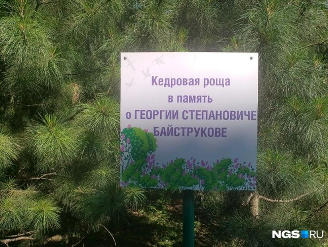 Во дворе на Российской, 28 есть еще одна роща — кедровая. Она носит имя соседа Нургалиевых, который тоже высаживал деревья | Источник: Рихарда Лем / NGS.RU