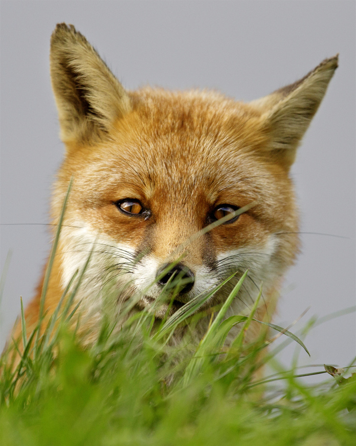 NaturePL / Legion-Media