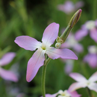 Аватарка Mathiola