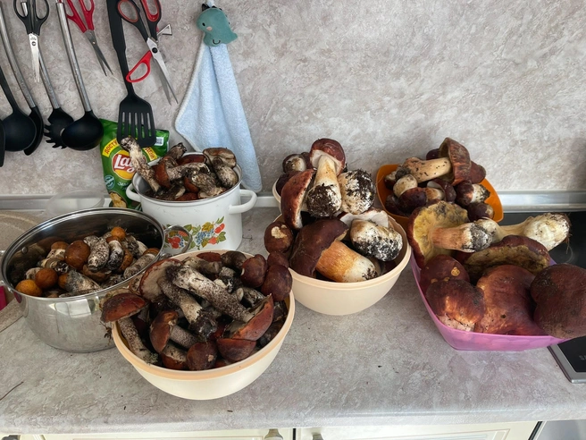 Красноголовики — отдельно, белые грибы — отдельно | Источник: Наталья Лебедева