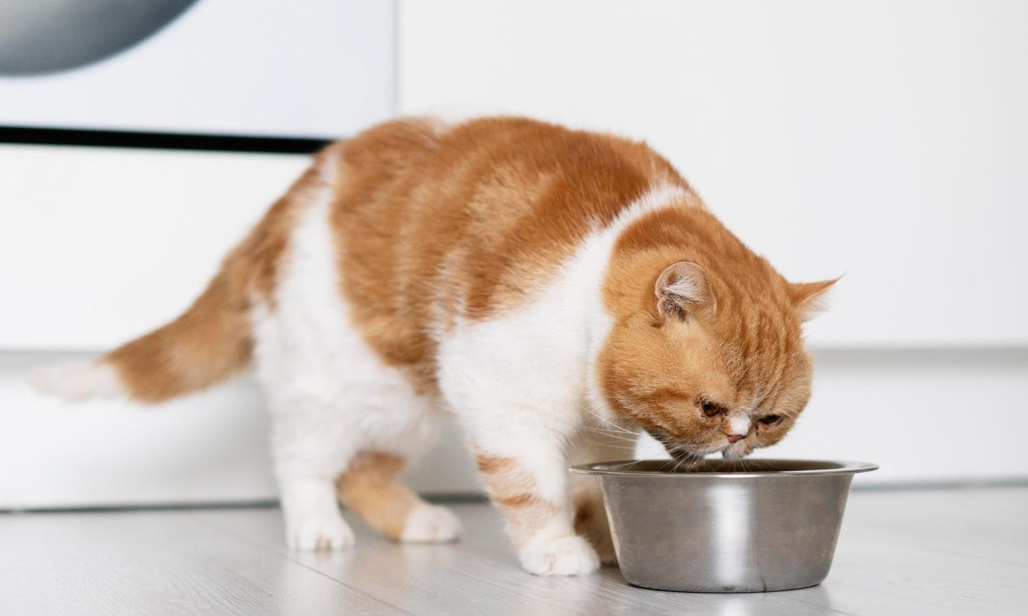 Ветеринар Князьков объяснил, как правильно кормить кошку, чтобы она была  здоровой | DOCTORPITER