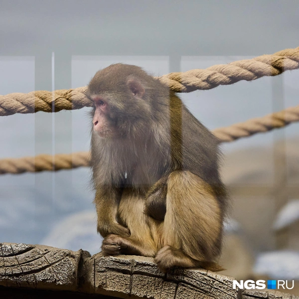 Макаки очень артистичны  | Источник: Александр Ощепков / NGS.RU
