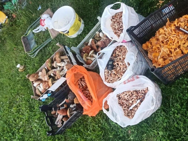 Источник: Анастасия Сорокина / Грибы в Подмосковье 2025 / VK.com