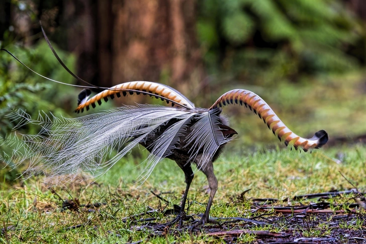 Источник: tracielouise via Getty Images