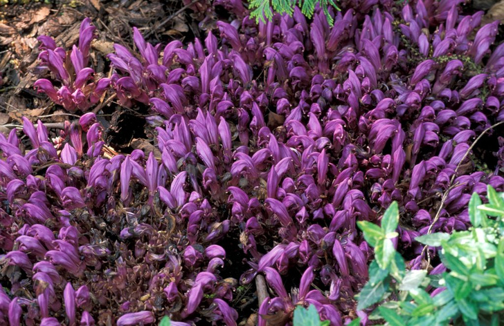 REDA&CO / Contributor / Getty ImagesПетров крест <i>(Lathraea Clandestina)</i>