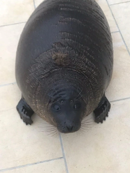 Фото vk.com/sealrescue Спасение тюленей 699–23–99