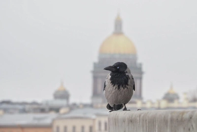 Тёплый фронт изменил погоду в Санкт-Петербурге
