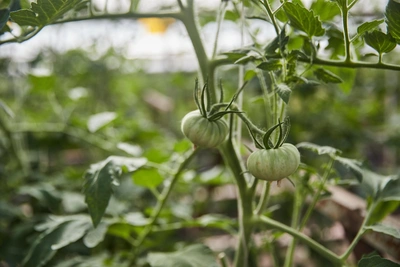 Агроном назвала самые сладкие сорта томатов