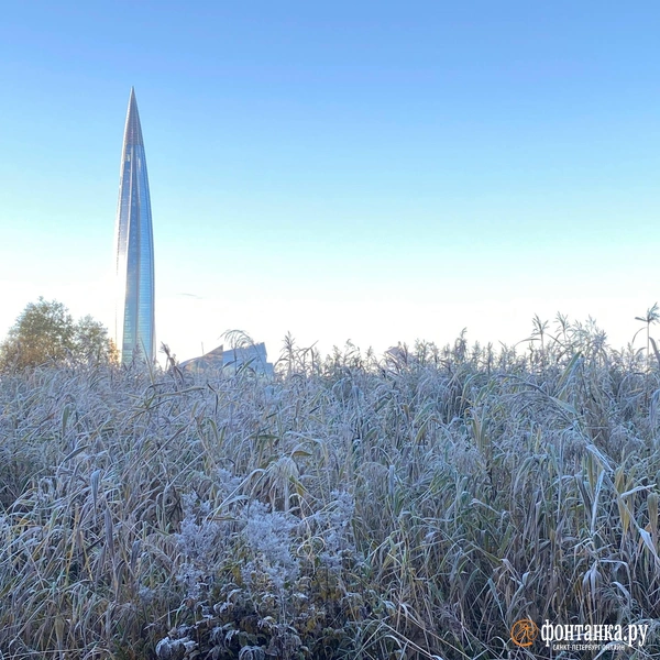 Источник: Сергей Михайличенко / «Фонтанка.ру»