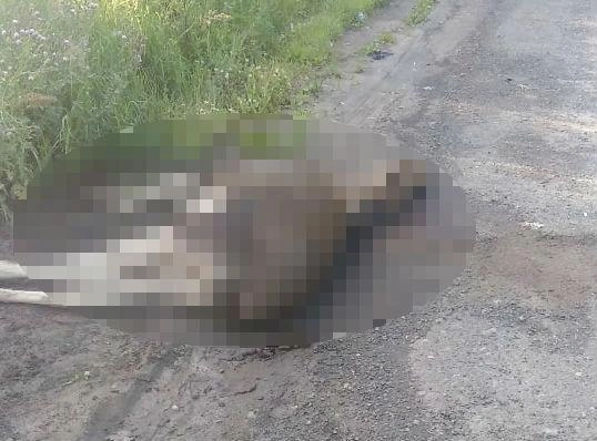 Животное сбили на трассе под Ярославлем | Источник: Подслушано в Ярославле \ vk.com