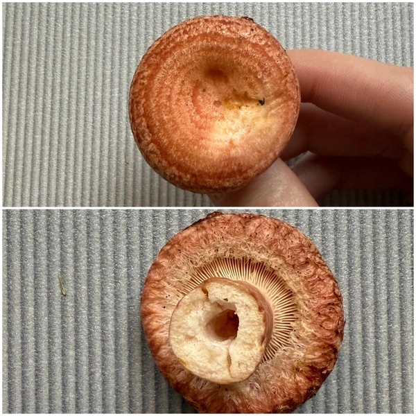 Источник: «Грибы и Грибники Подмосковья» / vk.com