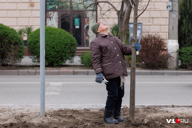 Обрезать и прививать деревья приходится исключительно вручную | Источник: Алексей Волхонский / V1.RU