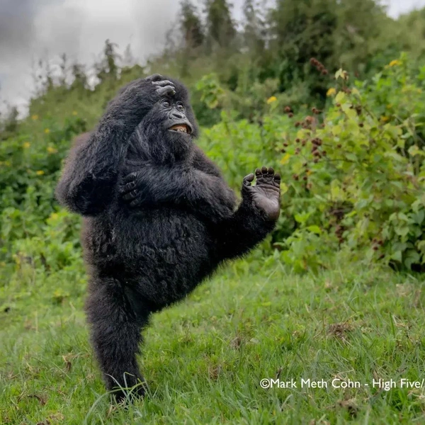 Источник: Nikon Comedy Wildlife Awards
