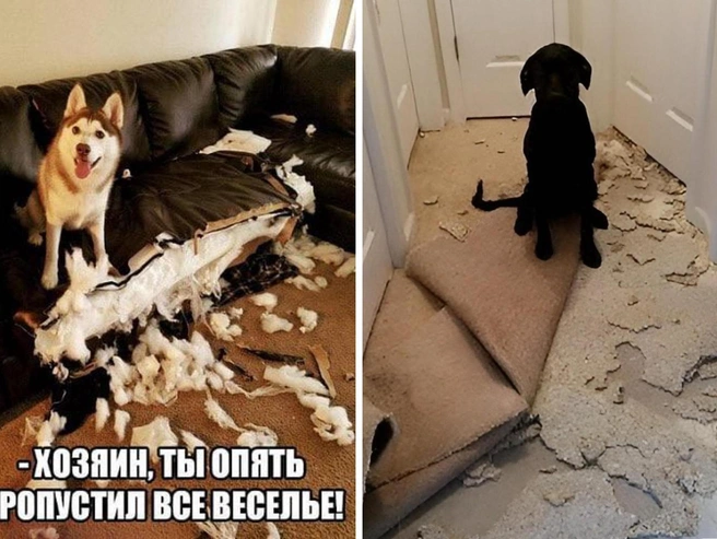 Смешные картинки и мемы с собаками | Источник: Городские медиа