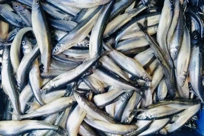 Старт корюшковой путины в Ленобласти