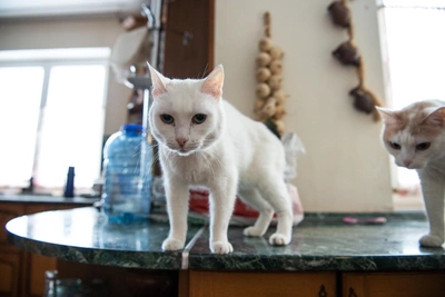 Три причины, почему кошки сбрасывают предметы, и как отучить