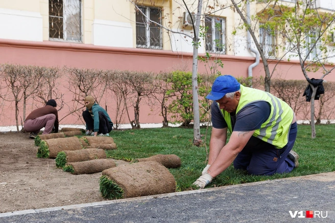 Как думаете, газон приживется? | Источник: Алексей Волхонский / V1.RU