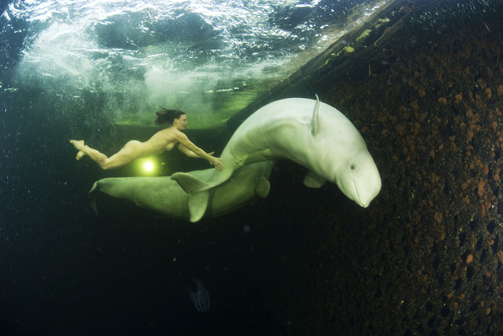 История одной фотографии: москвичка и киты, 2011 год