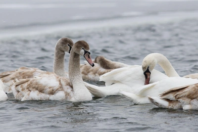Budget Valentine's Day in Altai: Glamping and Swan Lake