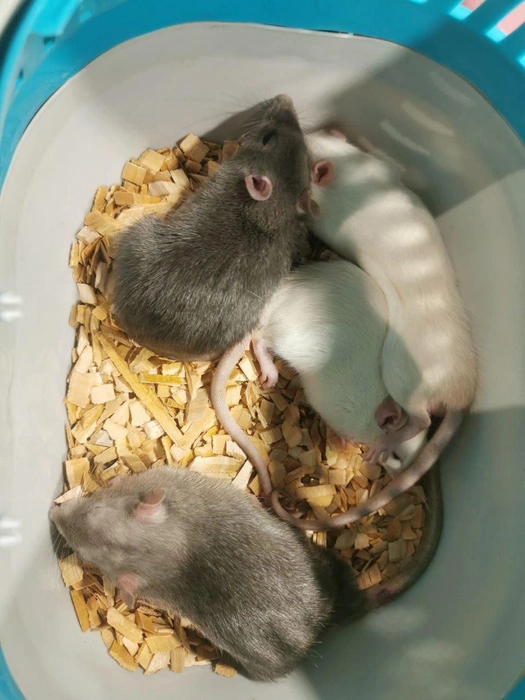 Рюкзак, полный крысят. Волонтеры спасают тех, кого жестоко обрекли на смерть | Источник: Удельный парк