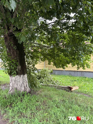 Вдоль дороги на Большой Федоровской рухнул гигантский сук | Источник: читатель 76.RU