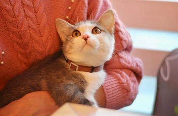 Маруся любит есть паштет | Источник: «Кошки в дар (Новосибирск) от „Потеряшка-НСК“» / Vk.com