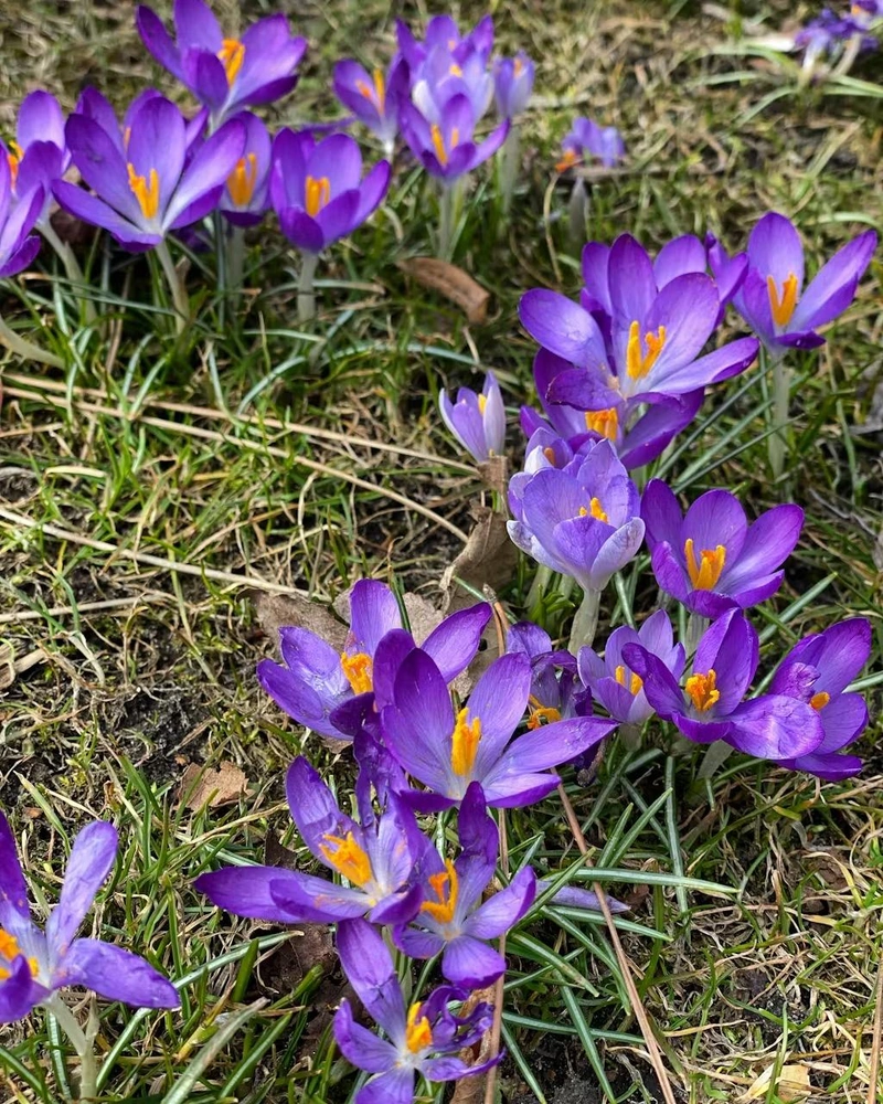 9 вещей, которые нужно сделать в саду весной — советы эксперта | Источник: Дорте Квист