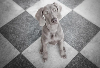 Тест на прочность: эксперты назвали лучшие напольные покрытия для семейных квартир