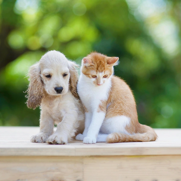 Источник: Shutterstock/Fotodom.ru
