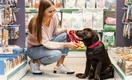 Не нарушай: 3 главных правила мудрого хозяина, который любит свою собаку