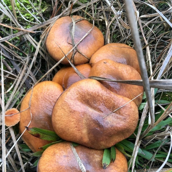 Источник: Марина Ларионова / Грибы в Подмосковье 2025 / VK.com