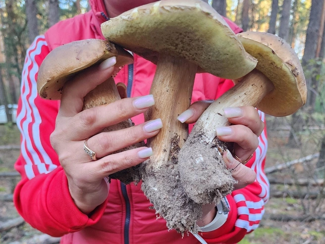 Белые грибы из лесов возле села Кирицы | Источник: Группа VK «Грибы и грибники Рязани».