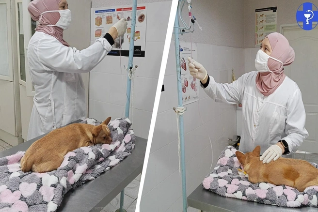 Сельские ветеринары спасли собаку | Источник: Управление ветеринарии Правительства Саратовской области / Telegram