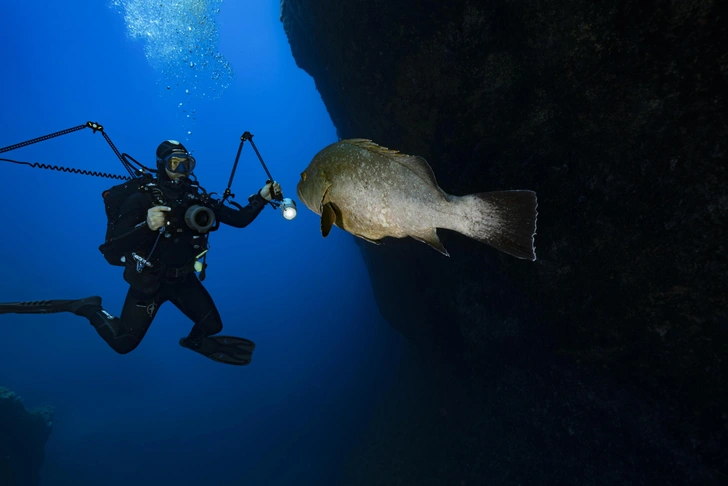 Темный групер (Epinephelus marginatus, охраняемый вид) приближается к подводному фотографу в морском заповеднике Скандола, Корсика, Франция. Средиземное море — очаг морского биоразнообразия. Составляя всего 1% от общей площади океанов и морей мира, оно является домом почти для 10% морских видов мира. Здесь также обитают сотни эндемичных видов | Источник: Getty Images