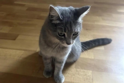 В Новомичуринске ищут пропавшую кошку Дымку