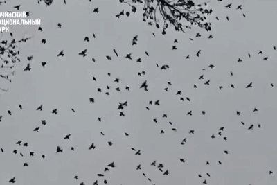 Учёный рассказал о явлении мурмурации в Сочи