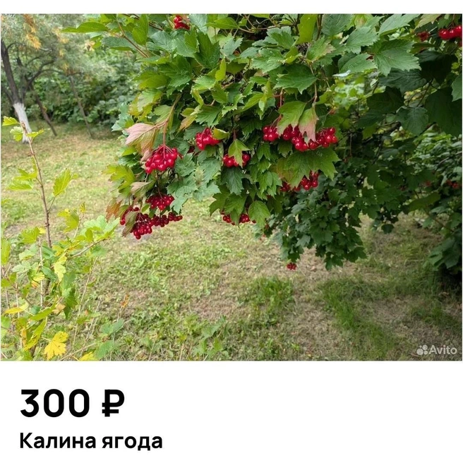 Калинки-малинки… В общем, большой ассортимент на онлайн-рынках | Источник: Avito.ru