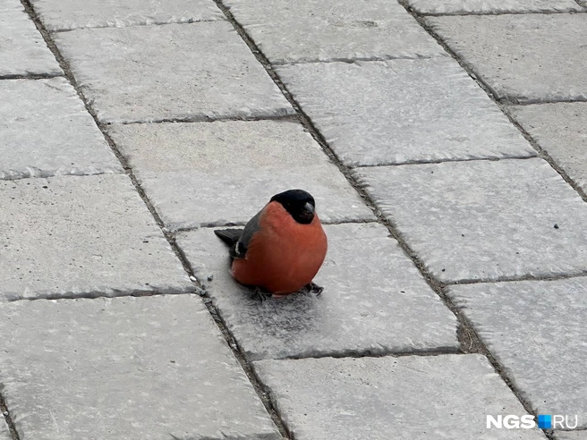 Снегирь сидел на тротуаре | Источник: читательница НГС Евгения