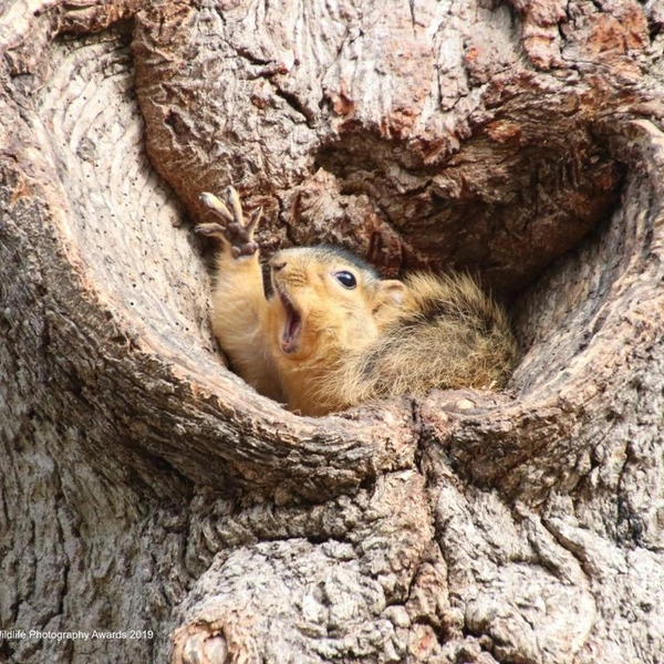 Источник: Corey Seeman / Comedy Wildlife Photography Awards 2019