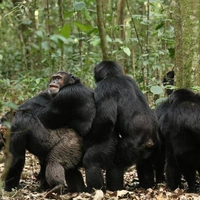 Почему шимпанзе начинают войны: ученые раскрыли причины раскола