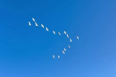 Стая лебедей над Ленобластью в морозный январь