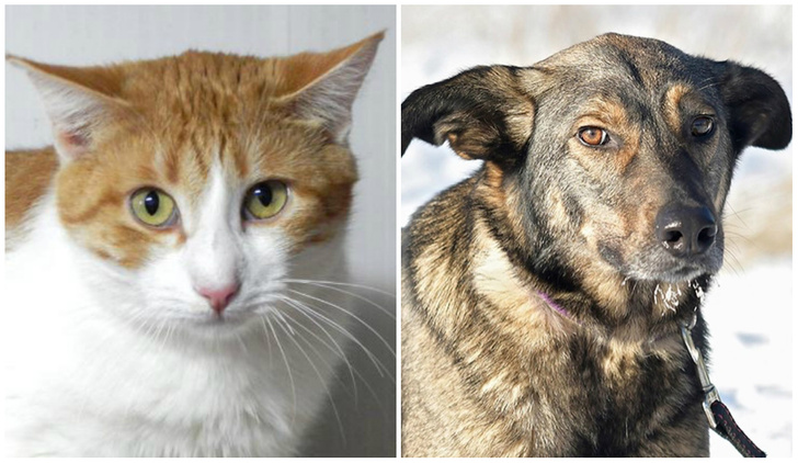 Котопёс недели: кот Андерс и пес Веня ждут в приюте своих хозяев