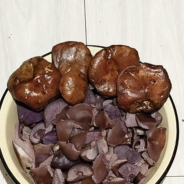 Щелковский район | Источник: Антонина Нестерова / Грибы в Подмосковье 2025 / VK.com