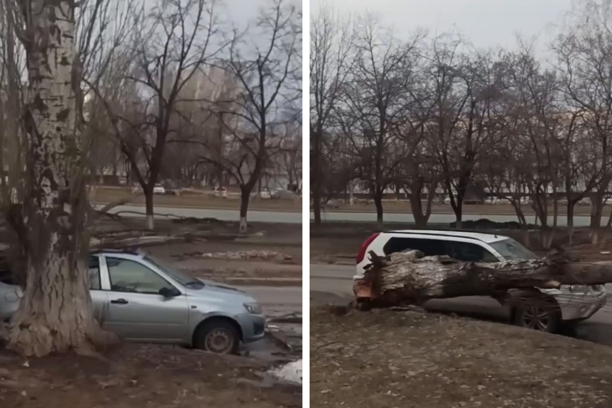 В Тольятти дерево раздавило сразу два автомобиля - 4 апреля 2024 - 63.ру