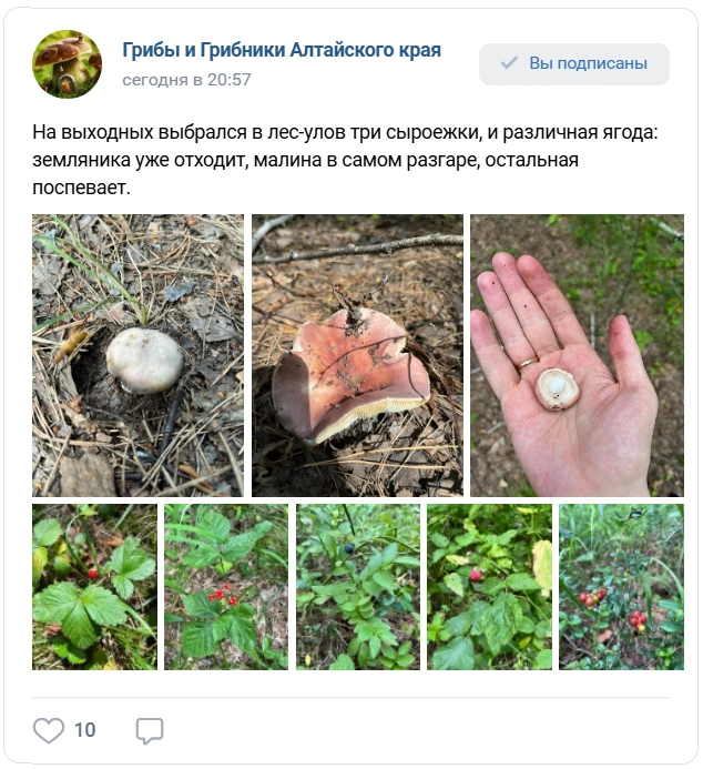 Пока леса радуют урожаем ягод, а не грибов | Источник: «Грибы и Грибники Алтайского края»