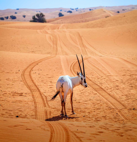 Звезды над дюнами: большое путешествие в поисках секретов Аравийской пустыни
